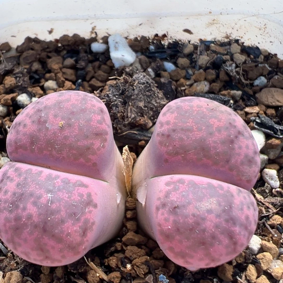 101多肉植物百科知识