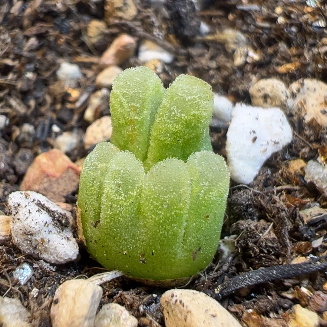 1929多肉植物百科知识
