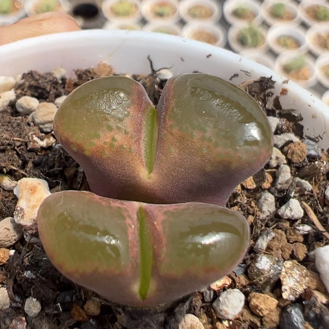 196多肉植物百科知识