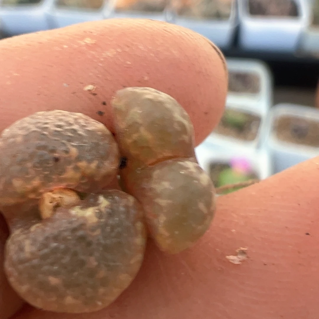 105多肉植物百科知识