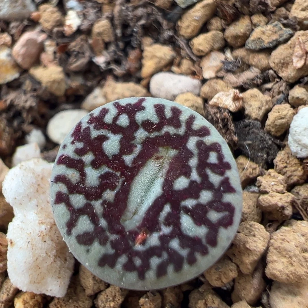 120多肉植物百科知识