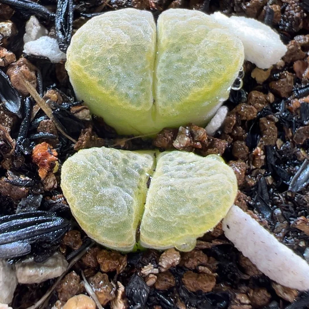 25037多肉植物种类