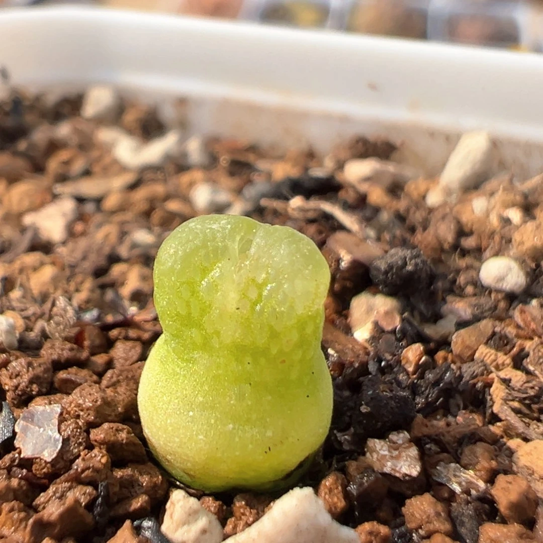 131多肉植物百科知识