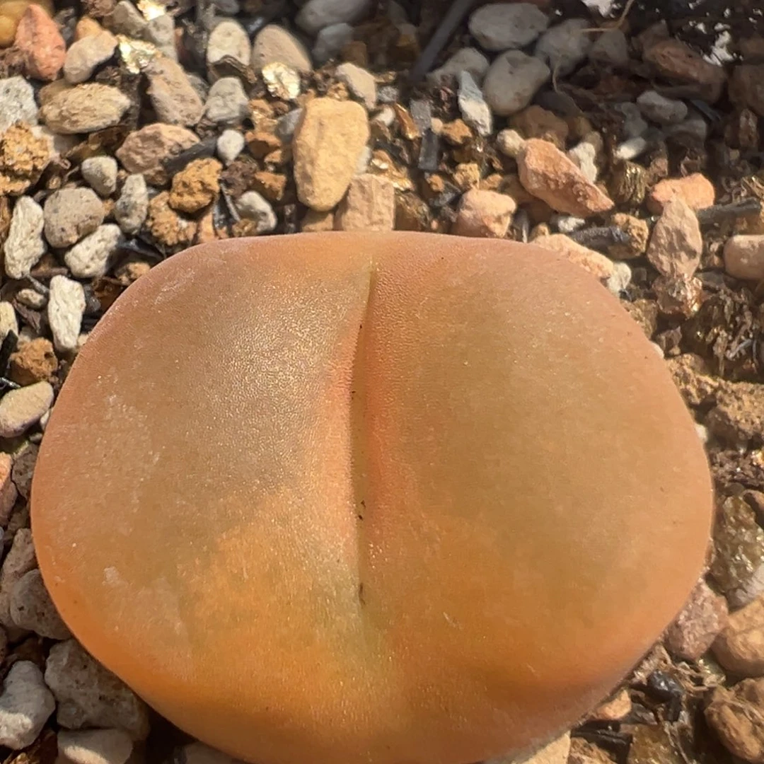 104多肉植物百科知识