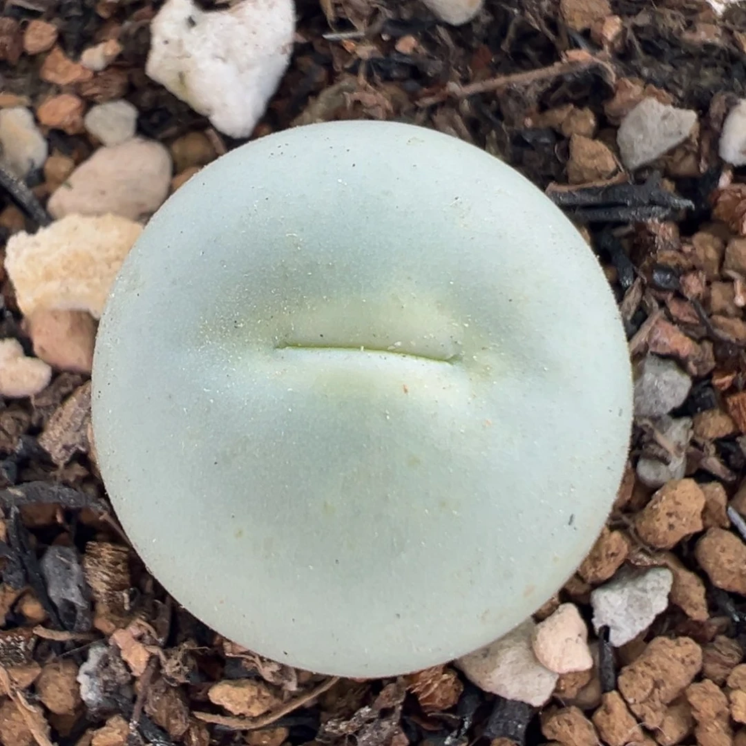 68多肉植物百科知识