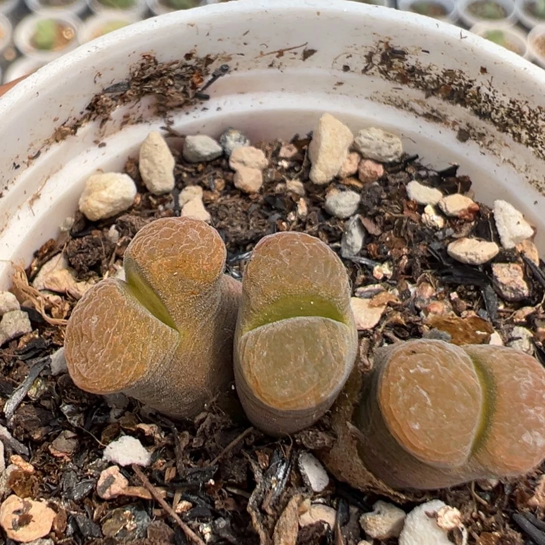 194多肉植物百科知识