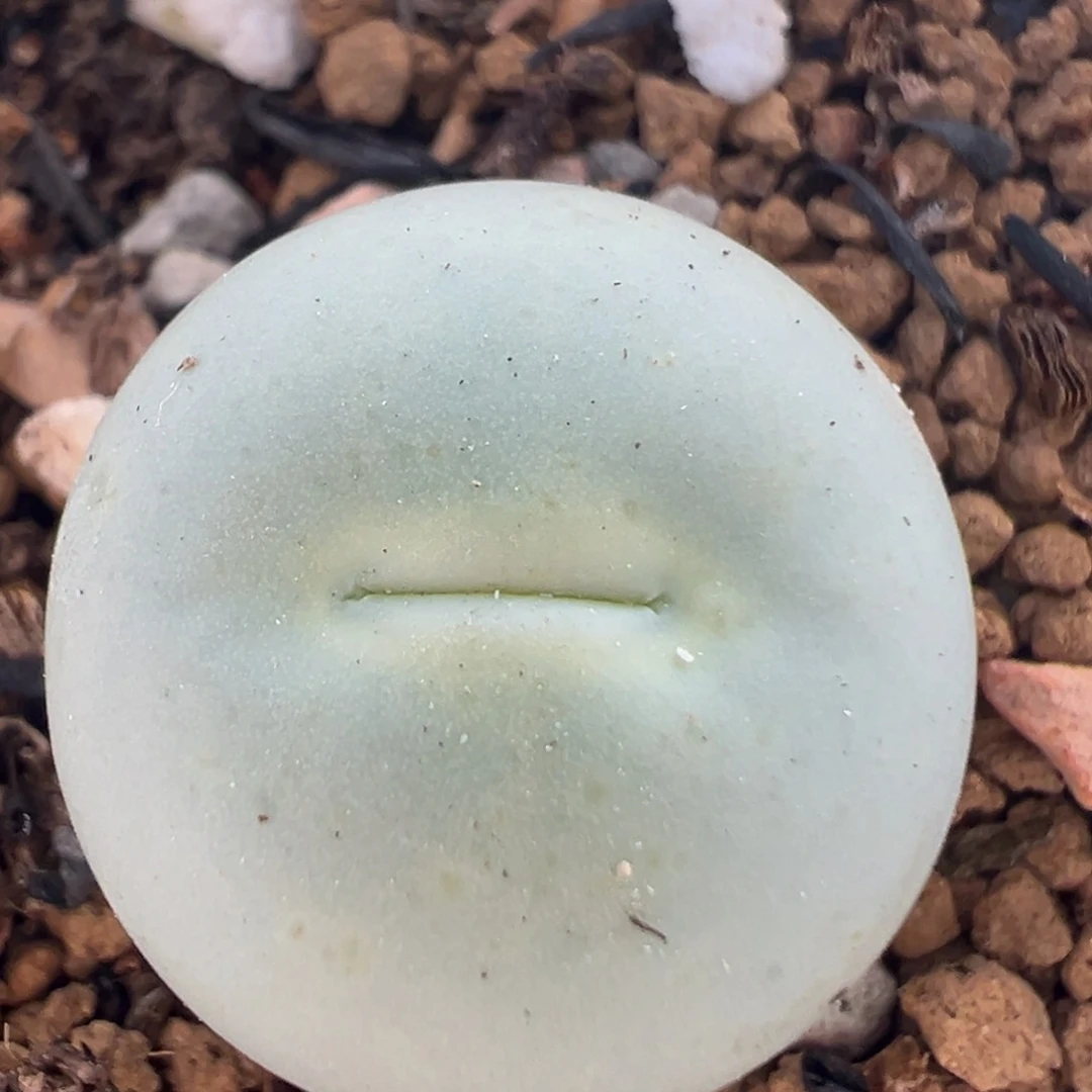 89多肉植物百科鸽子蛋