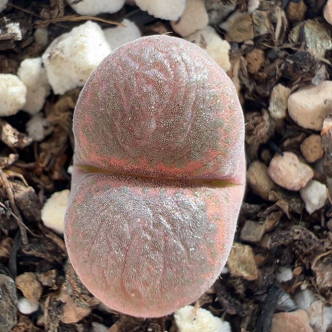 65多肉植物百科知识