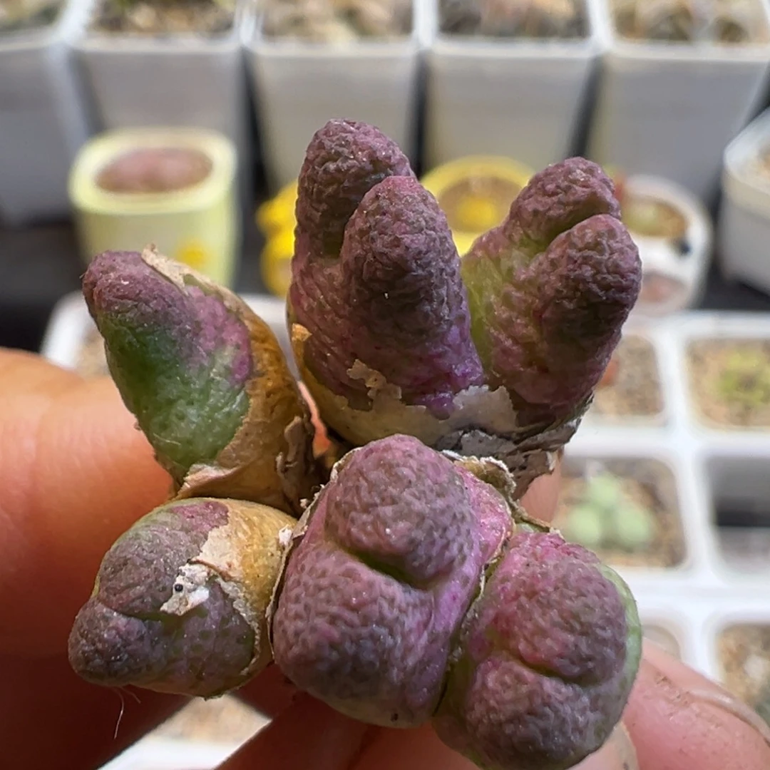 18多肉植物百科知识百科名片
