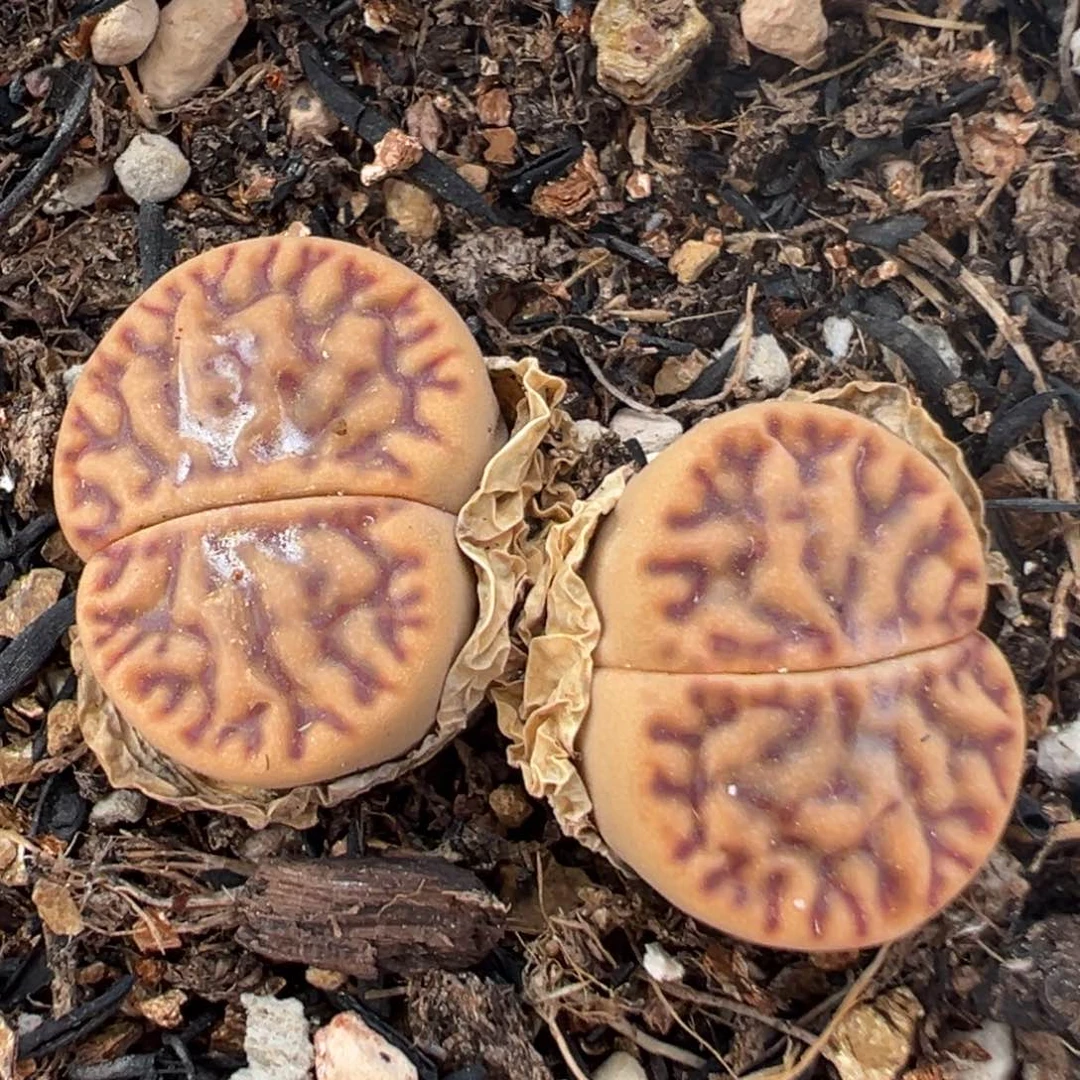 73多肉植物百科知识