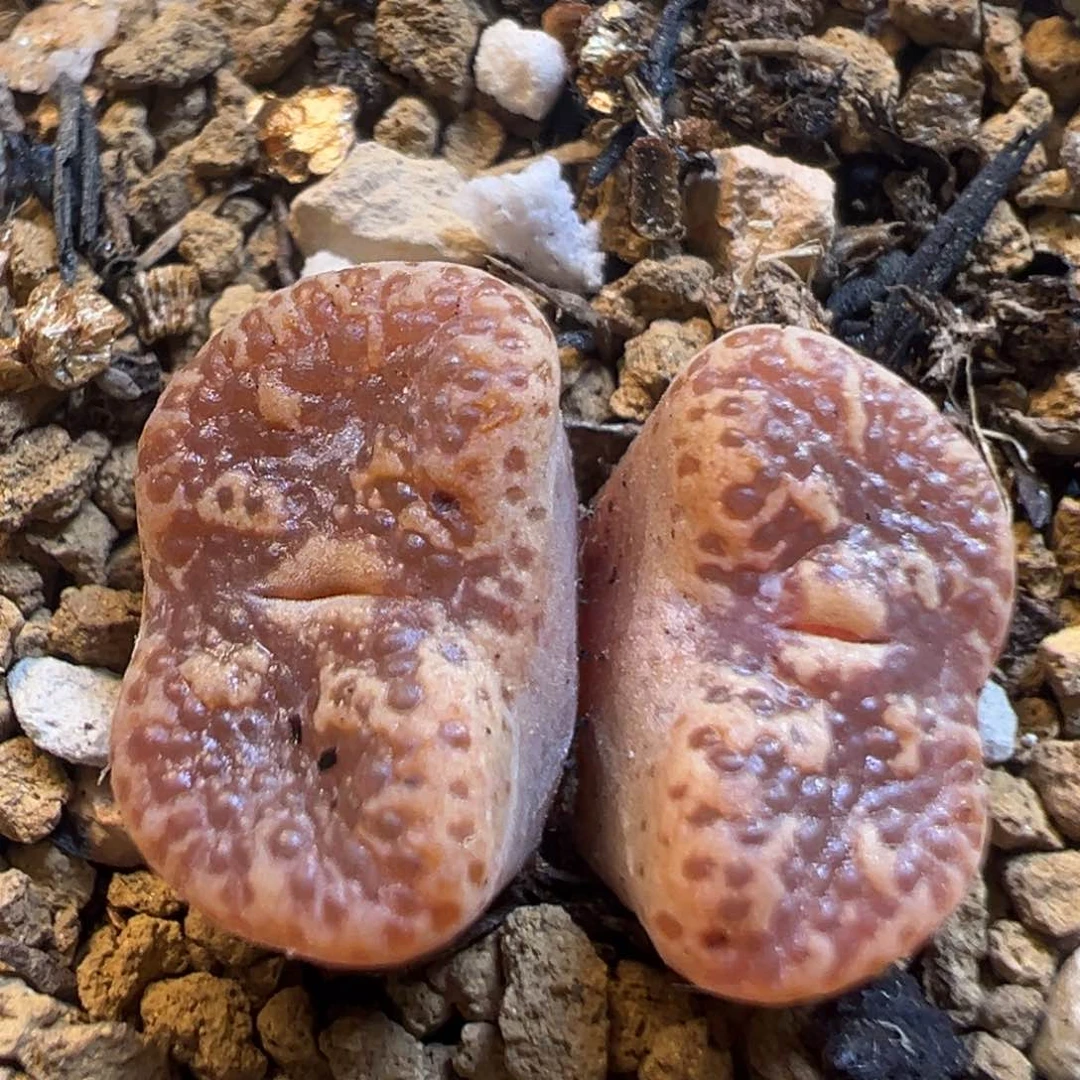 90多肉植物百科知识