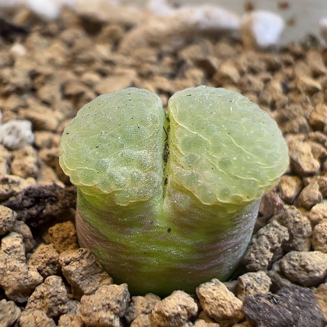167多肉植物百科知识