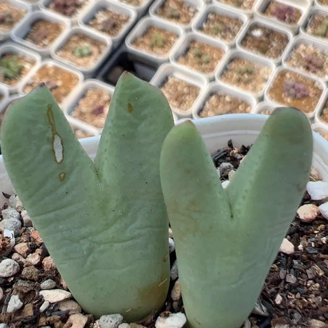 120多肉植物百科名片