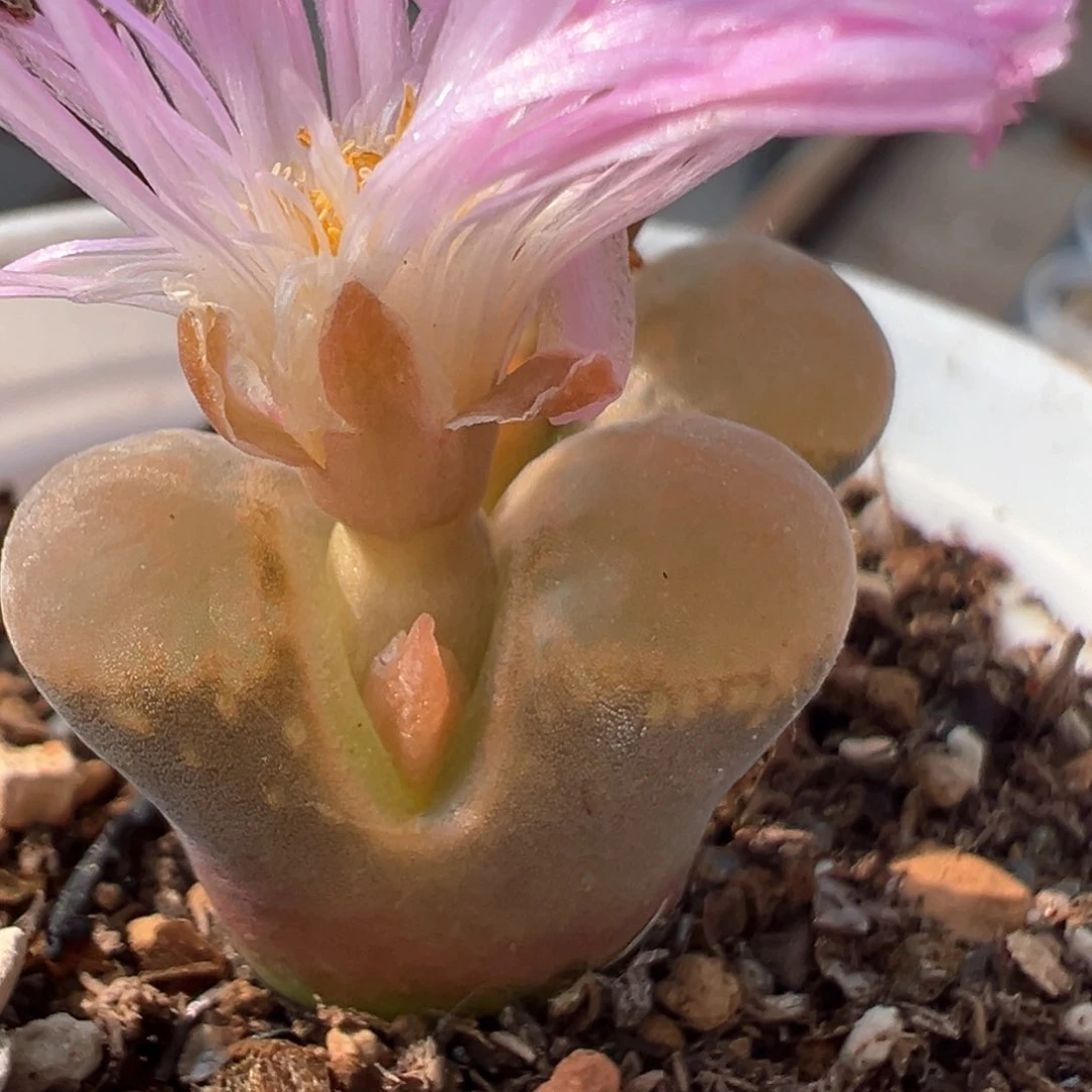 67多肉植物百科知识