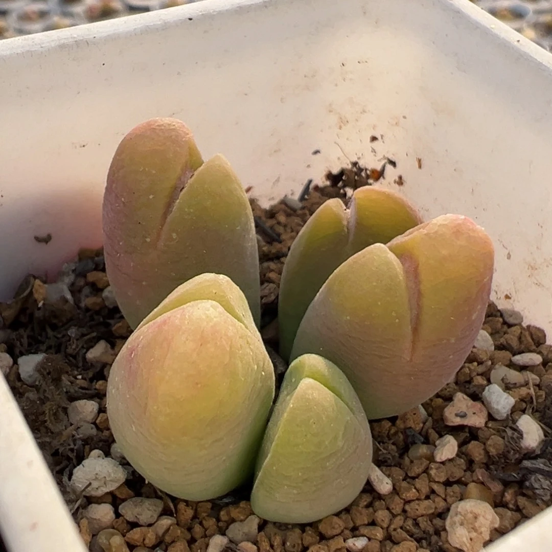 290128多肉植物种类