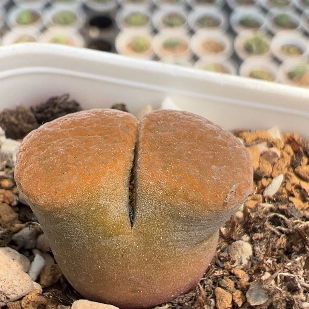 190多肉植物百科知识