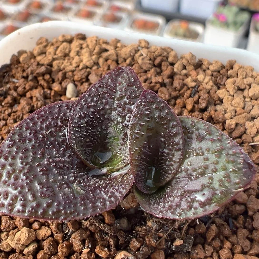 43多肉植物百科知识