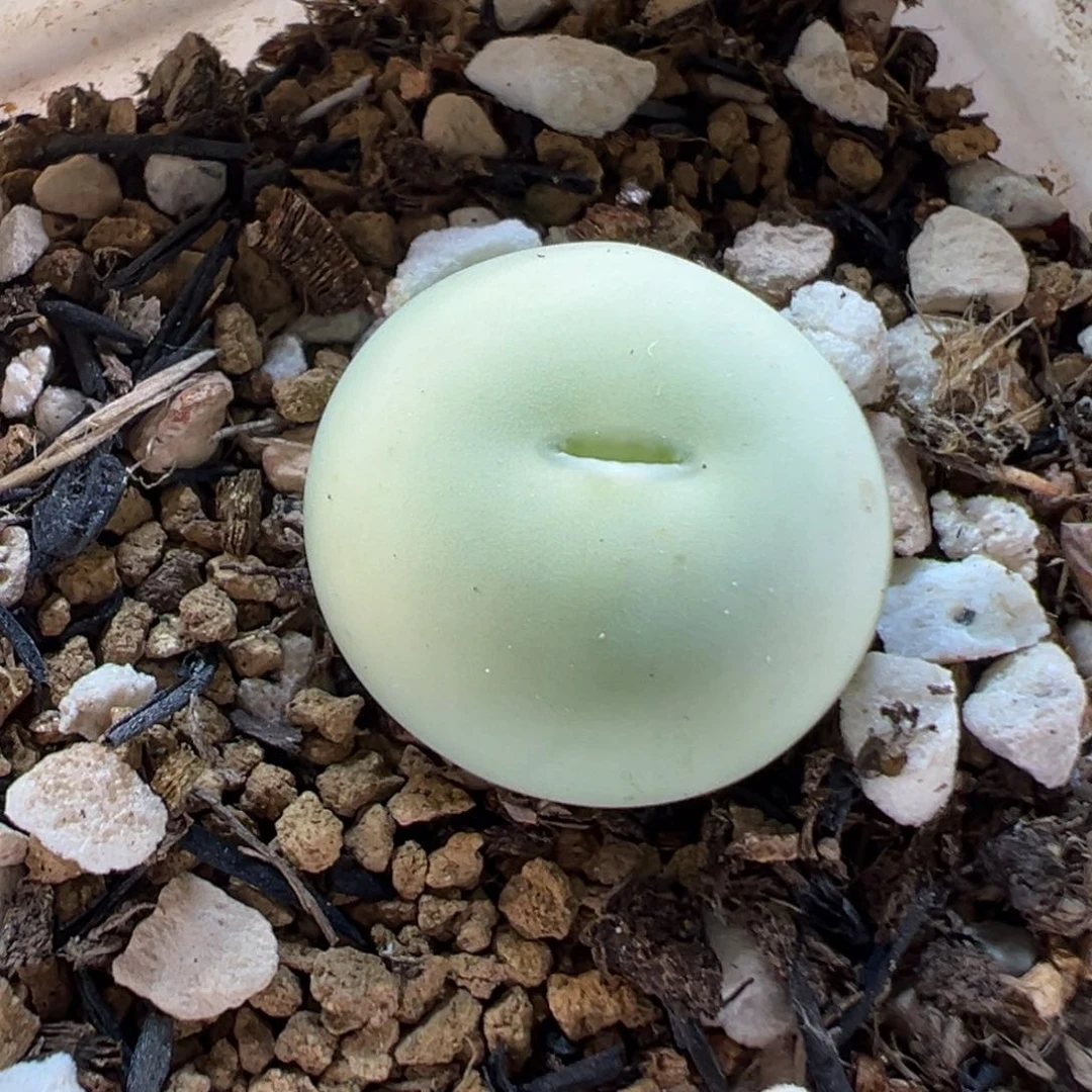 25040多肉植物种类