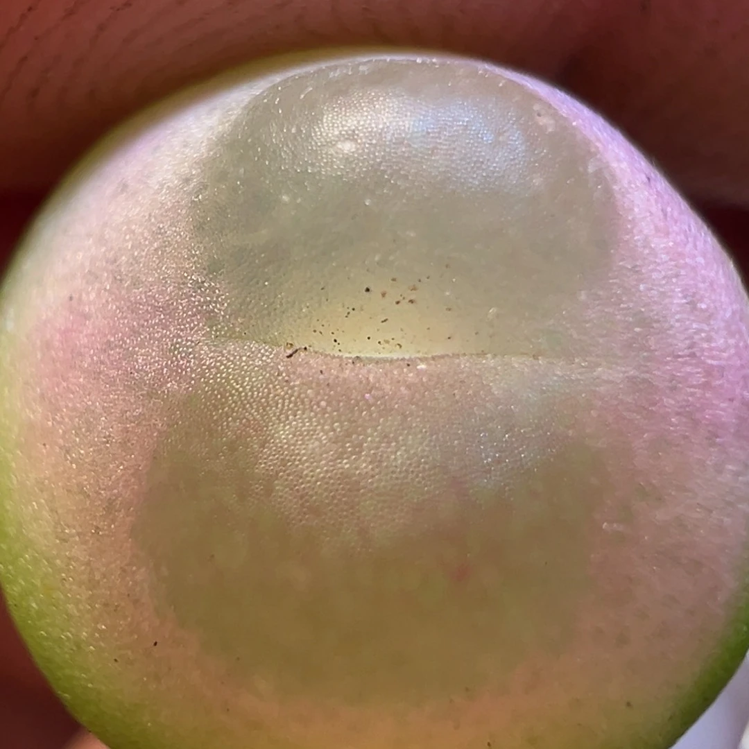 格*23多肉植物百科知识