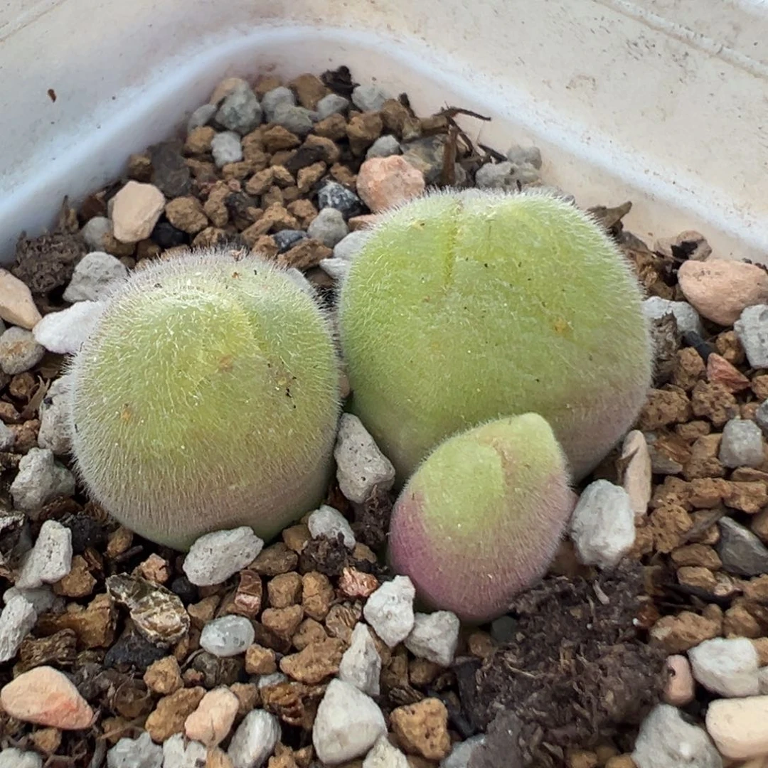 29091多肉植物种类