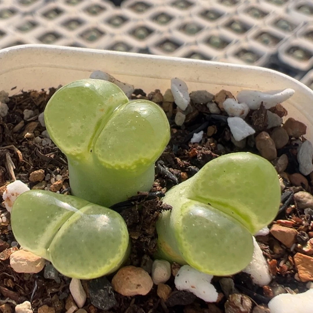 110多肉植物百科知识