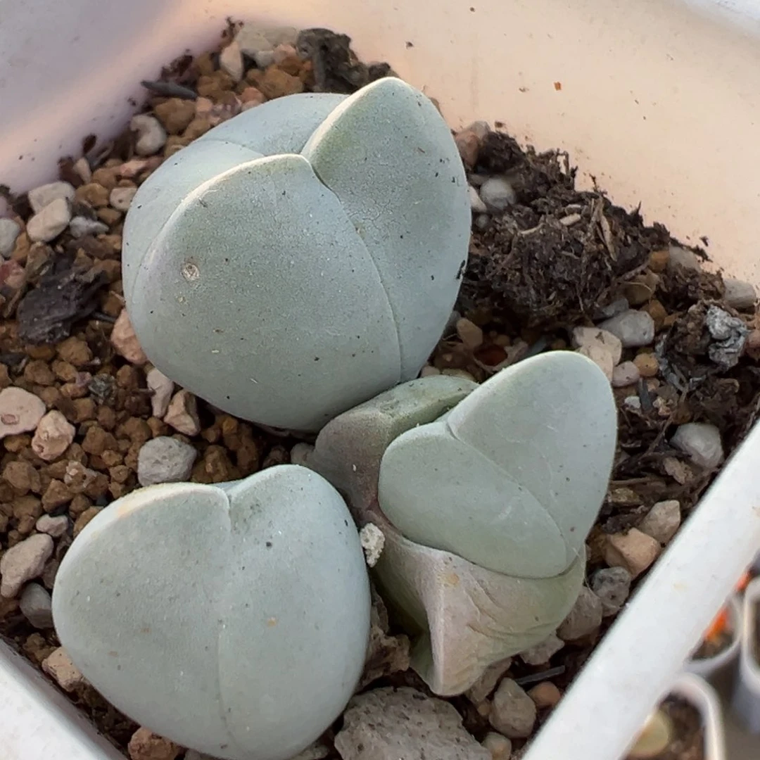 2211多肉植物种类