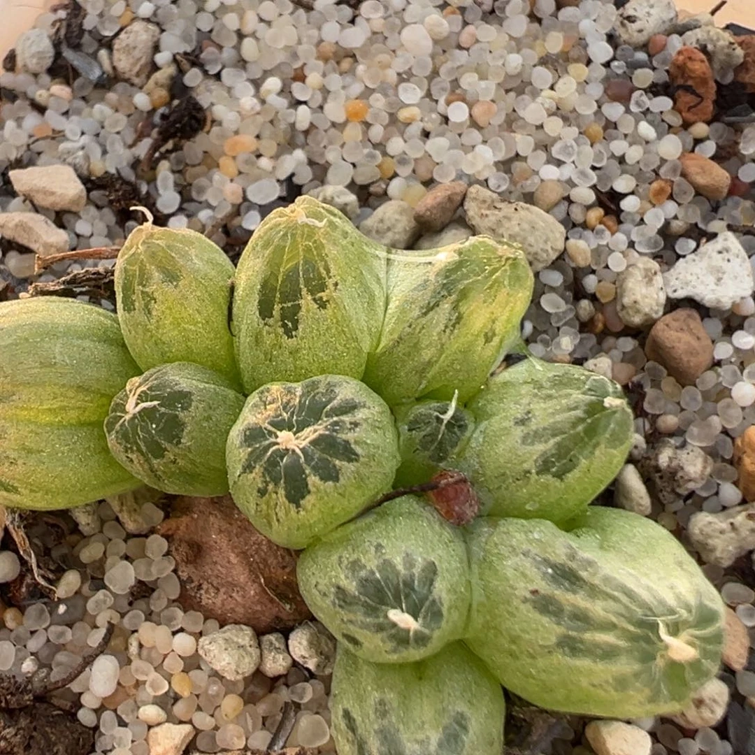 174多肉植物百科知识