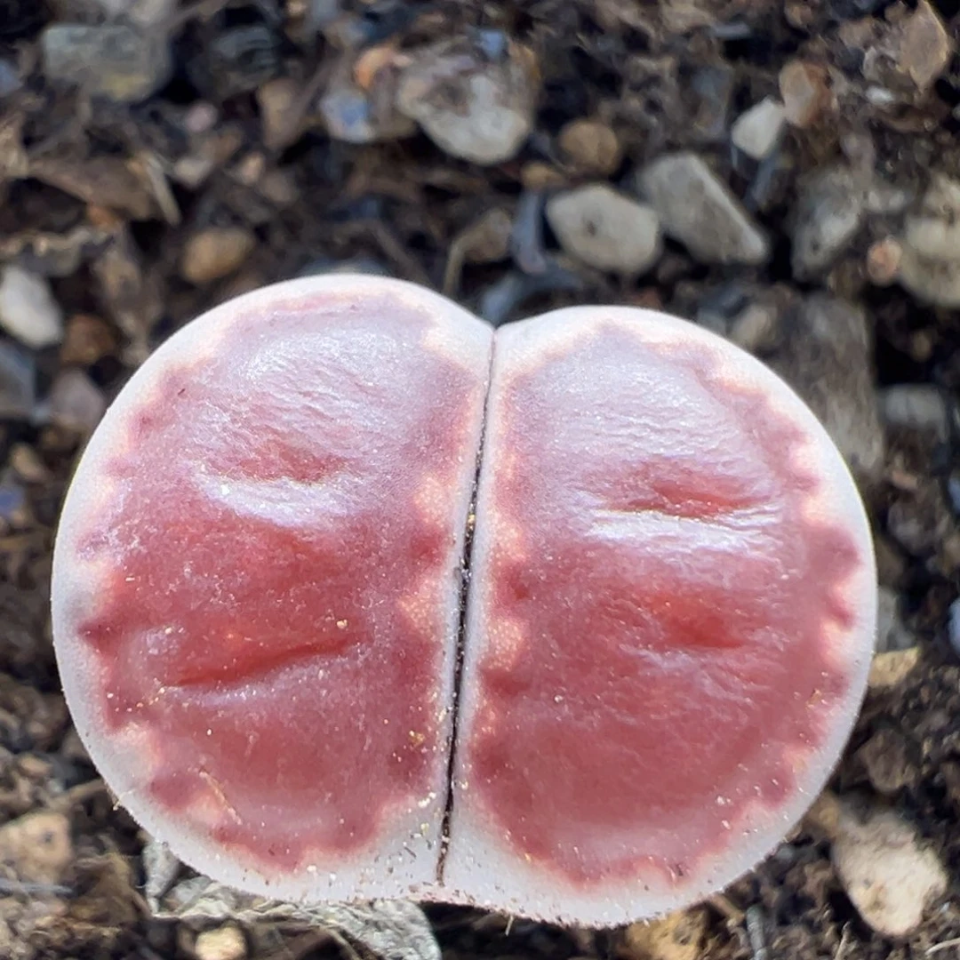 56多肉植物百科知识