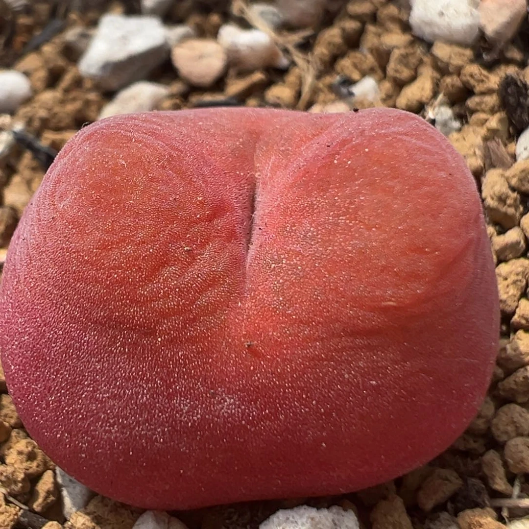 C*100多肉植物百科知识