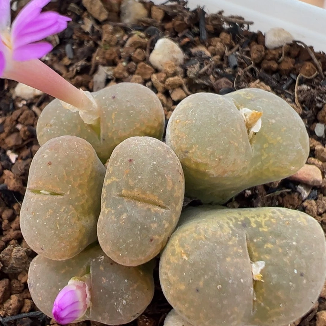 95多肉植物百科知识
