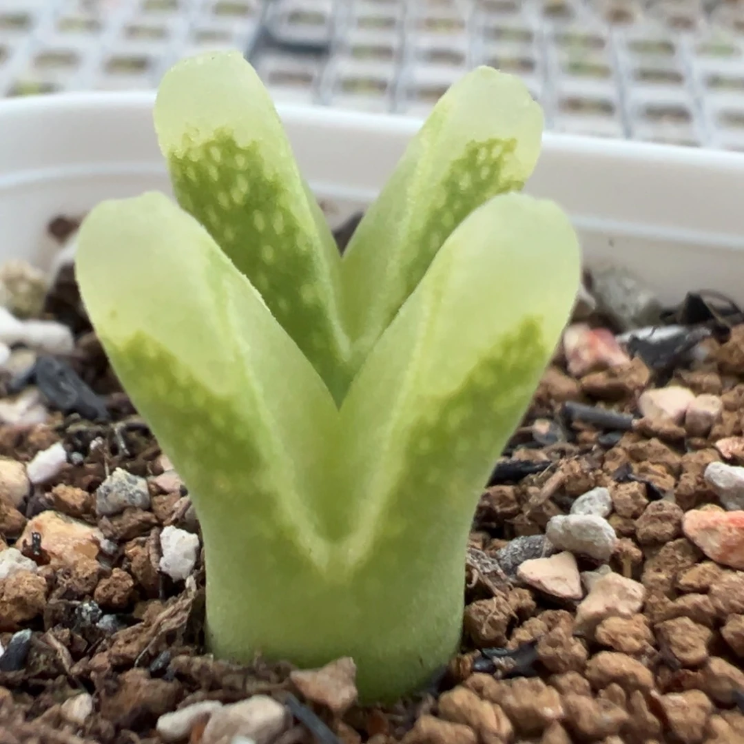 128多肉植物百科知识