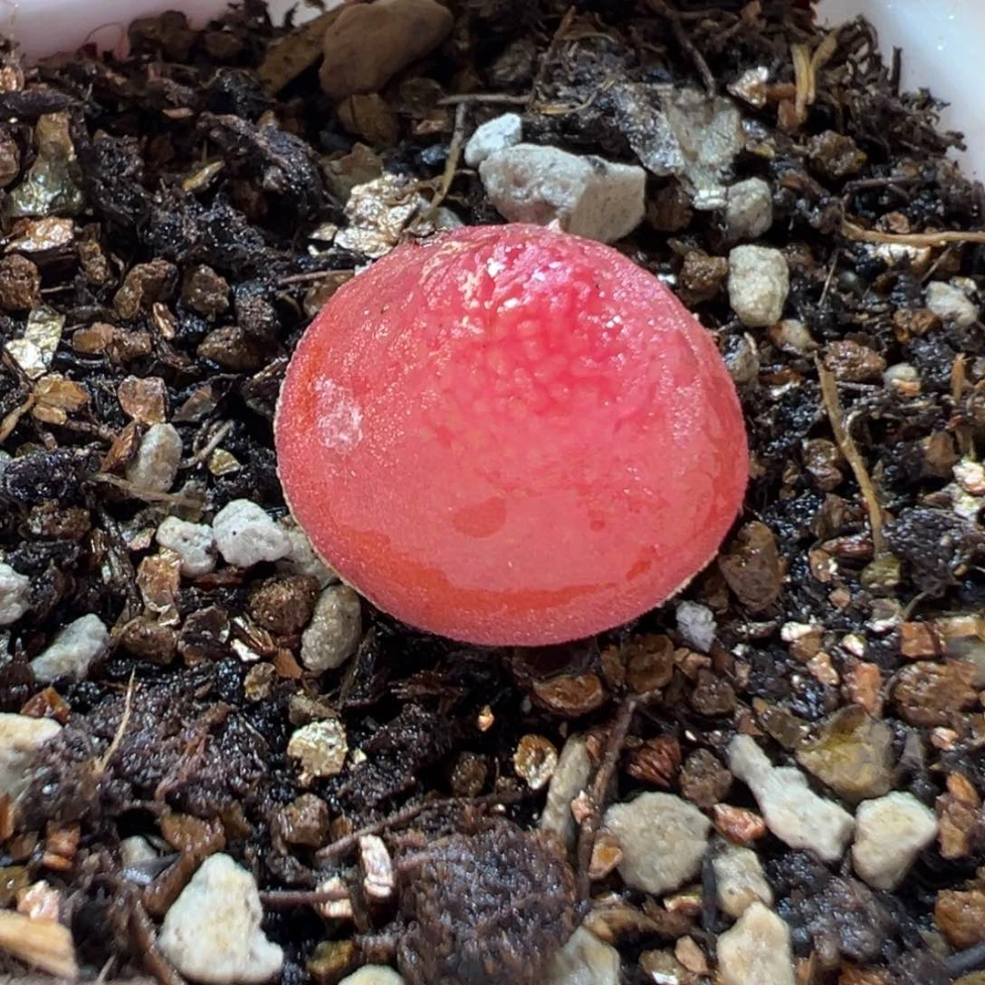 25022多肉植物种类
