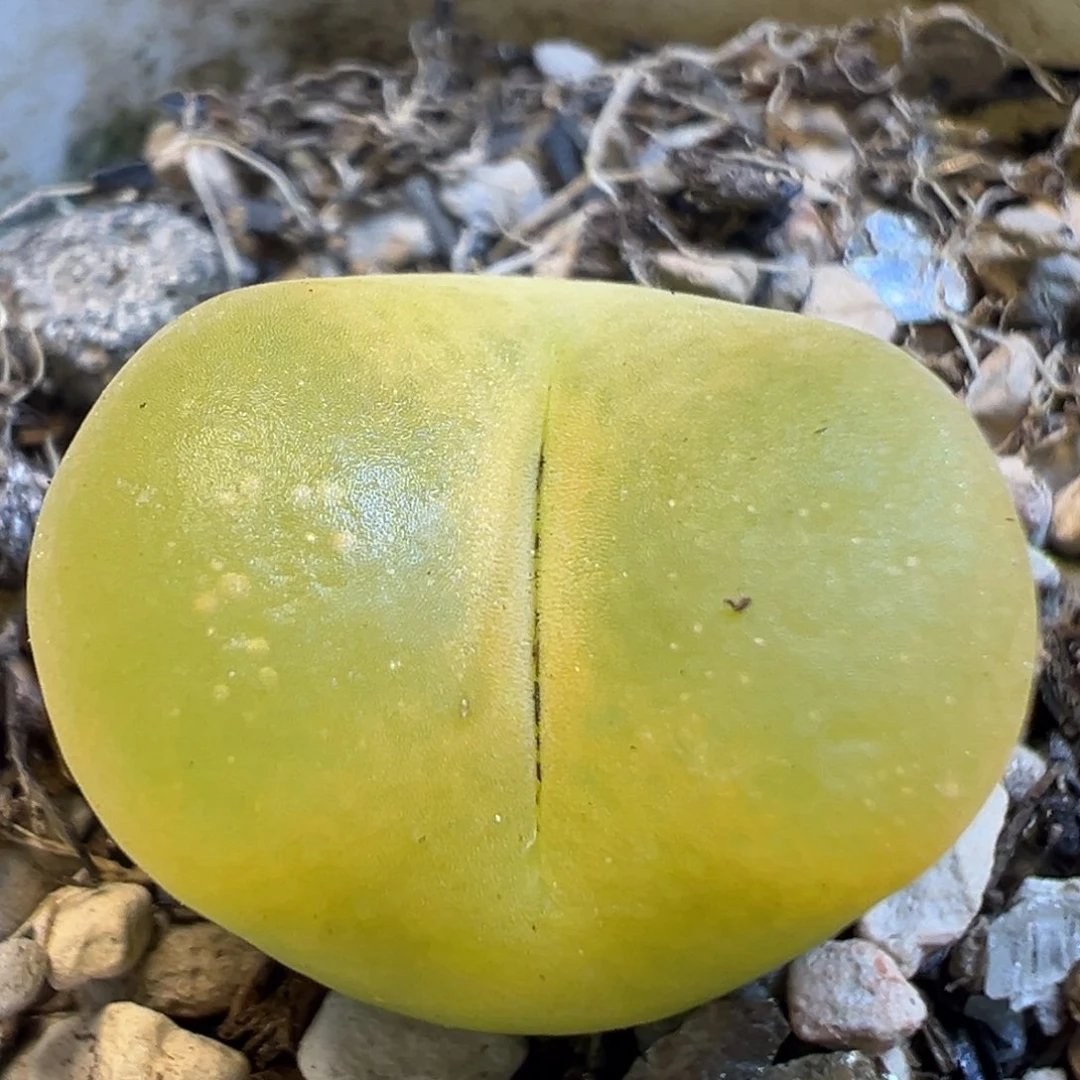 39多肉植物百科知识