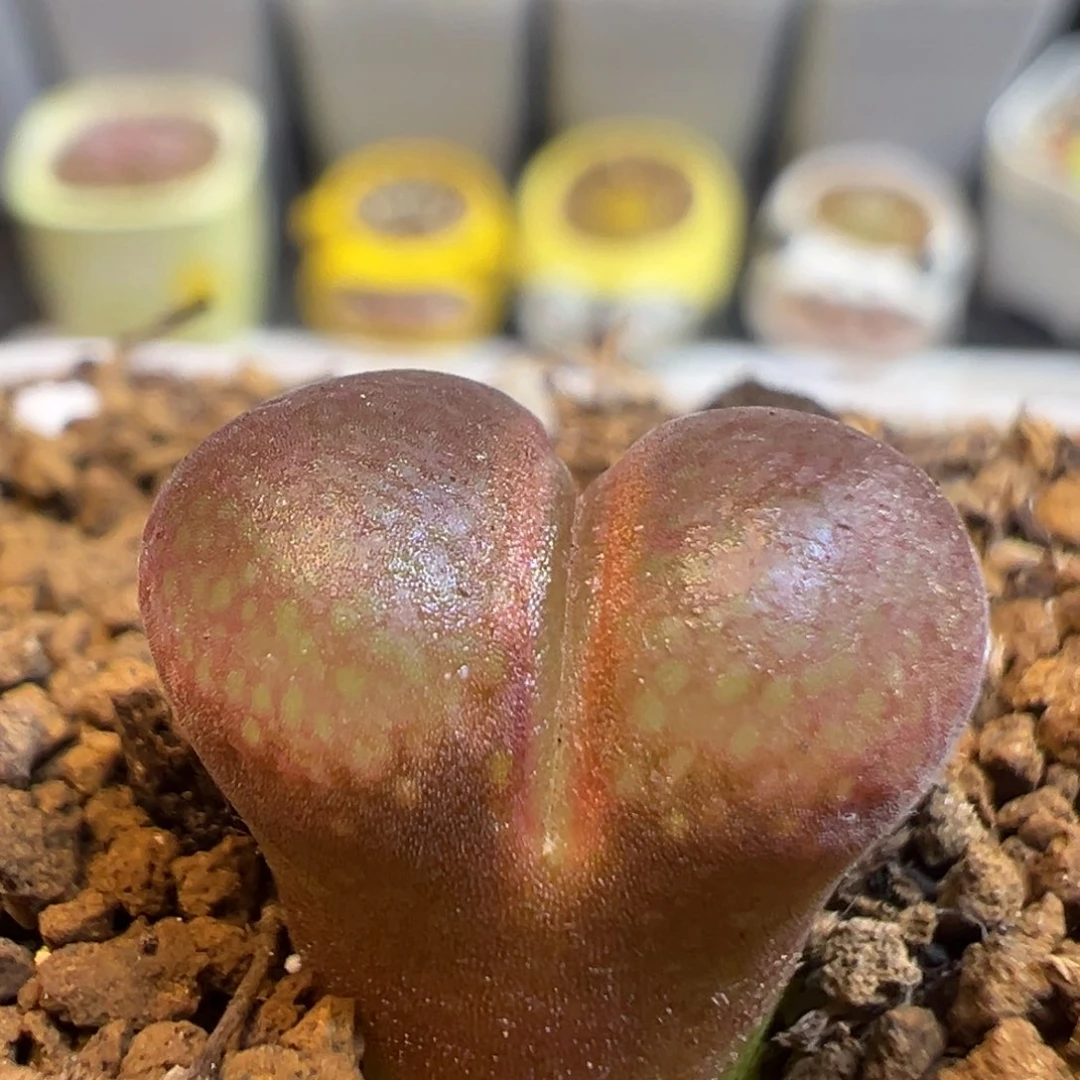 29多肉植物百科知识