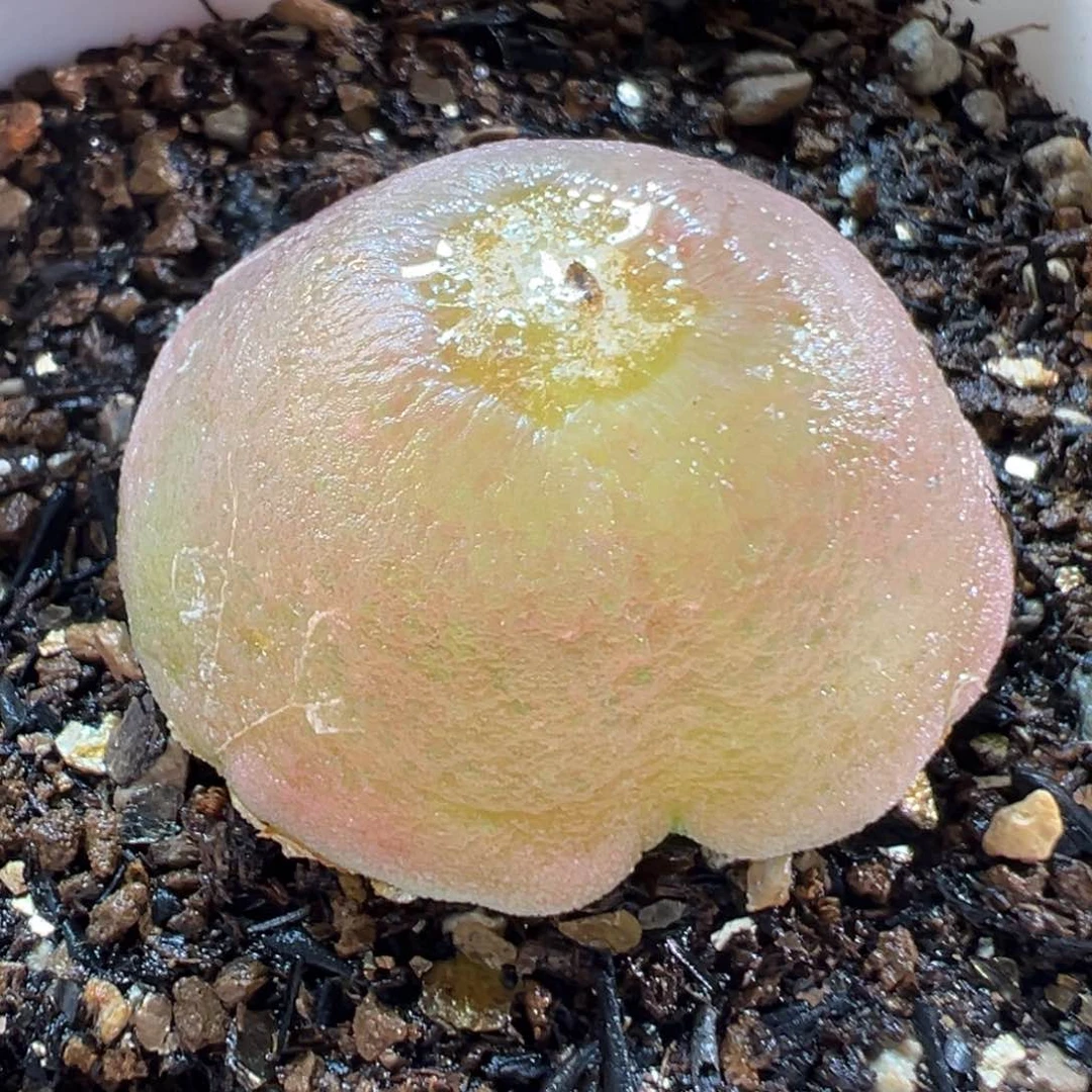 25053多肉植物种类