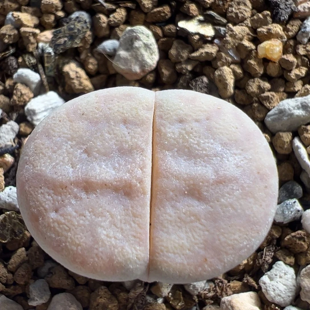 161多肉植物百科知识