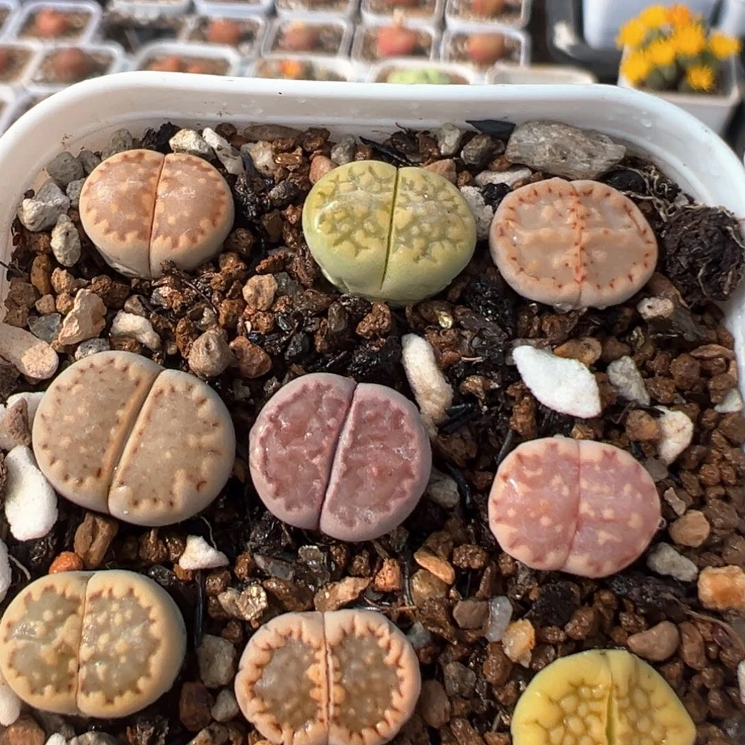 83多肉植物百科知识