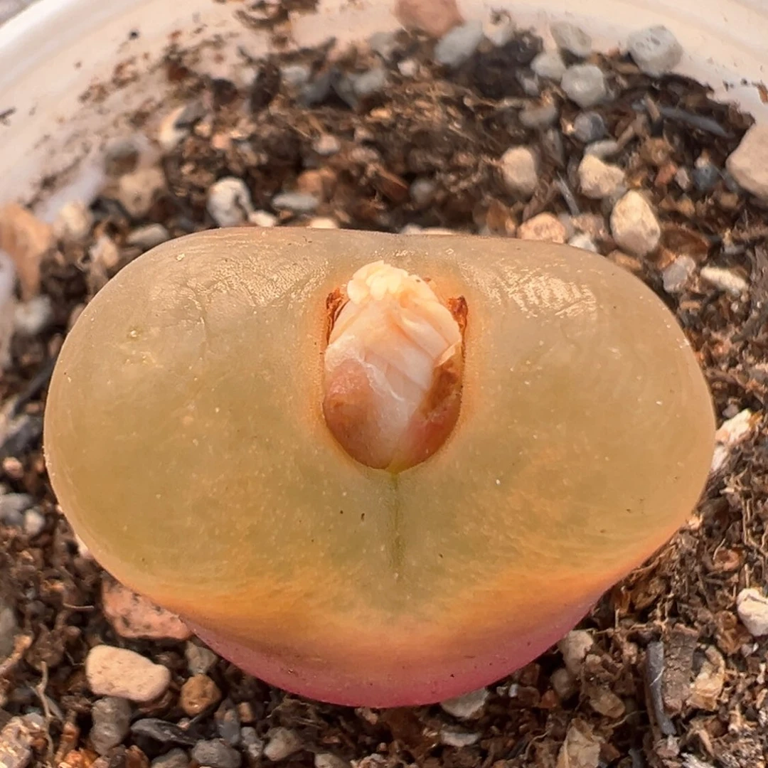 139多肉植物百科知识