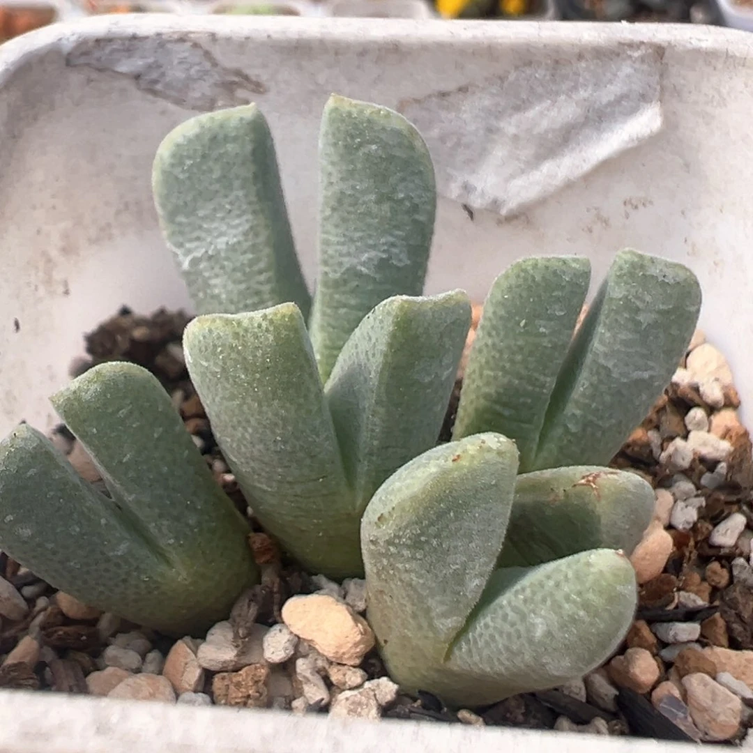 132多肉植物百科知识