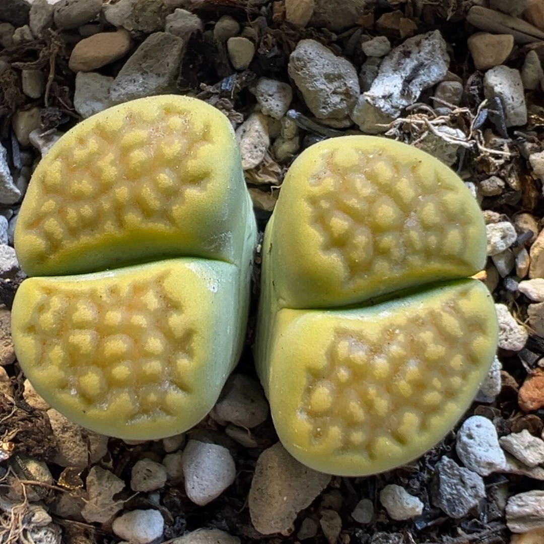 99多肉植物百科知识