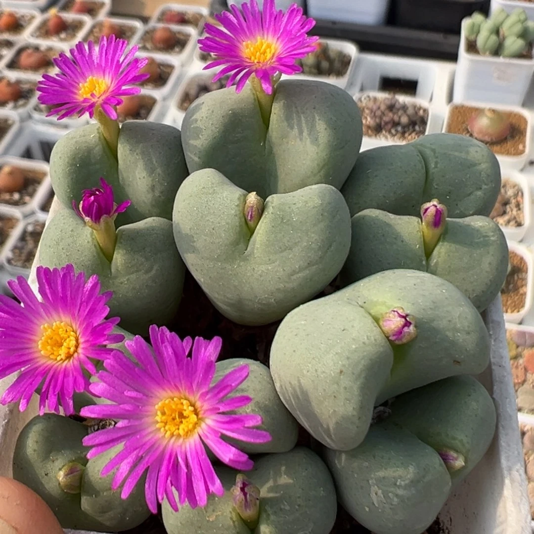 86多肉植物百科知识