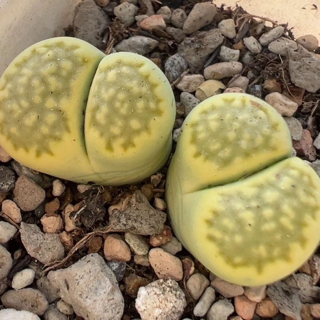 213多肉植物百科知识