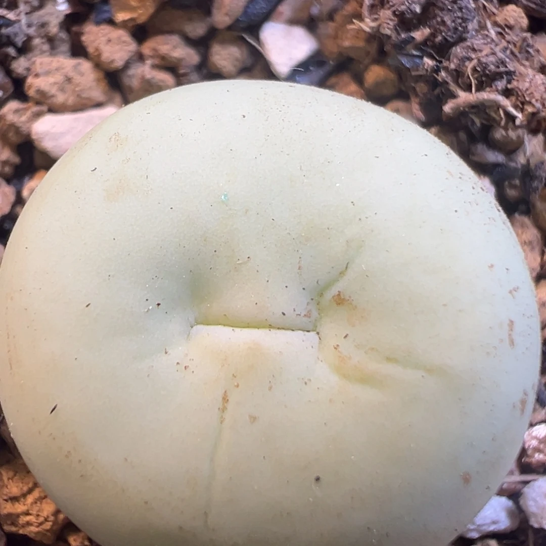 118多肉植物百科知识