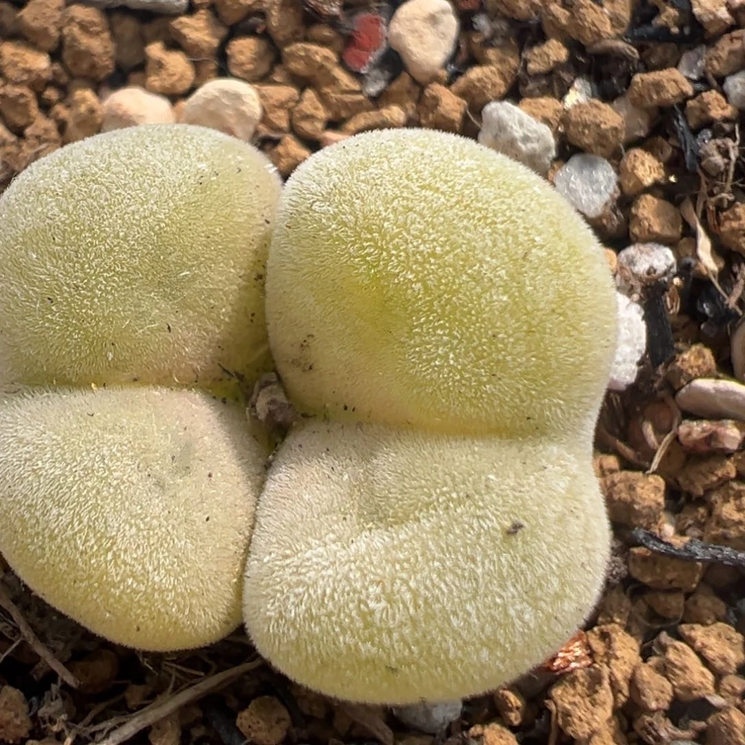 43多肉植物百科知识