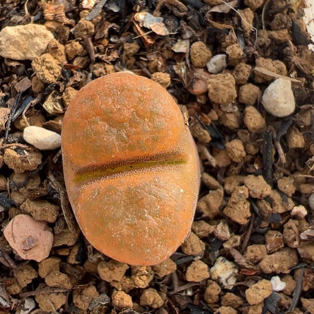 l****u121多肉植物百科知识