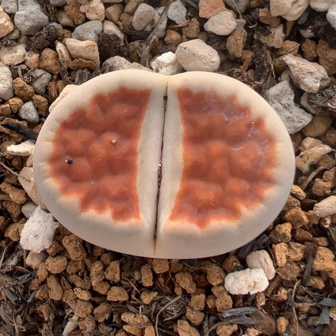 喵****r130多肉植物百科知识