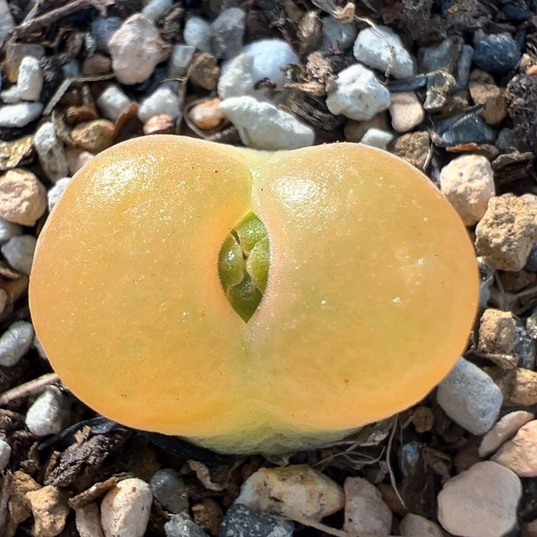 52多肉植物百科知识