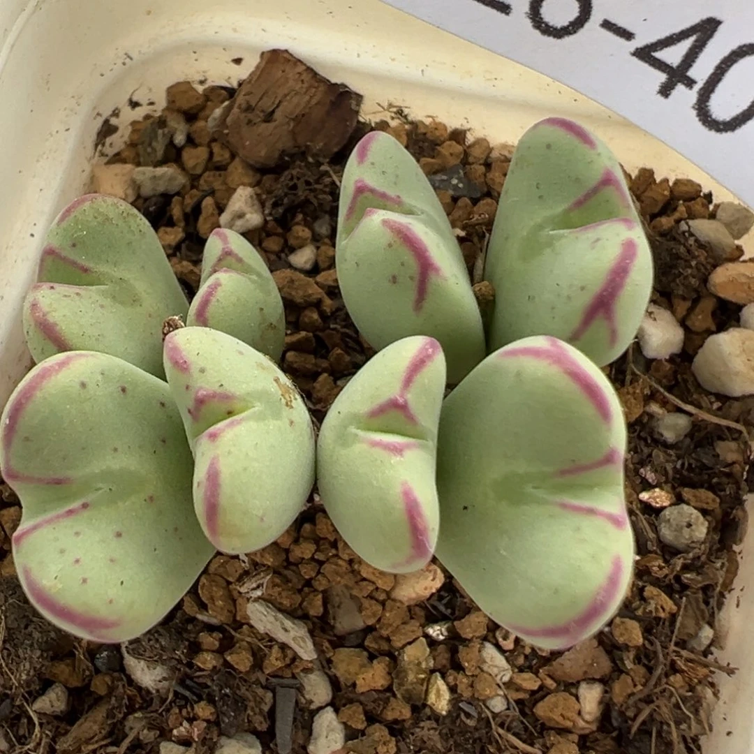 40多肉植物百科b