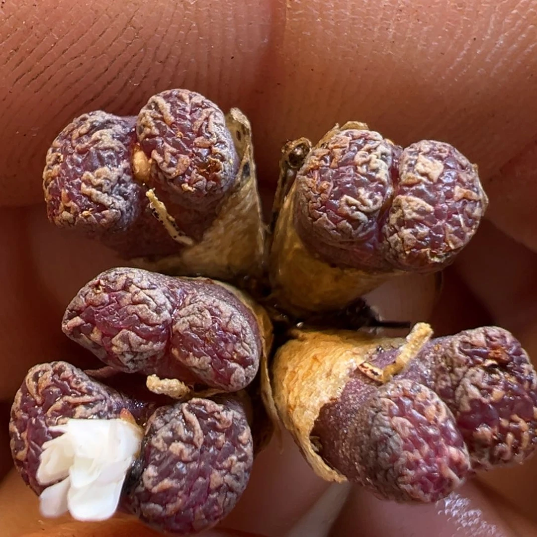 39多肉植物百科知识百科