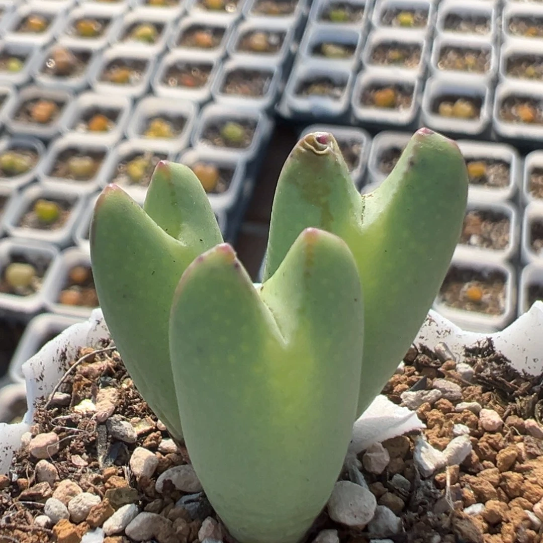 63多肉植物百科知识